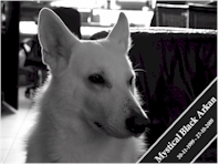 Arkan - American white shepperd almost 10 years old